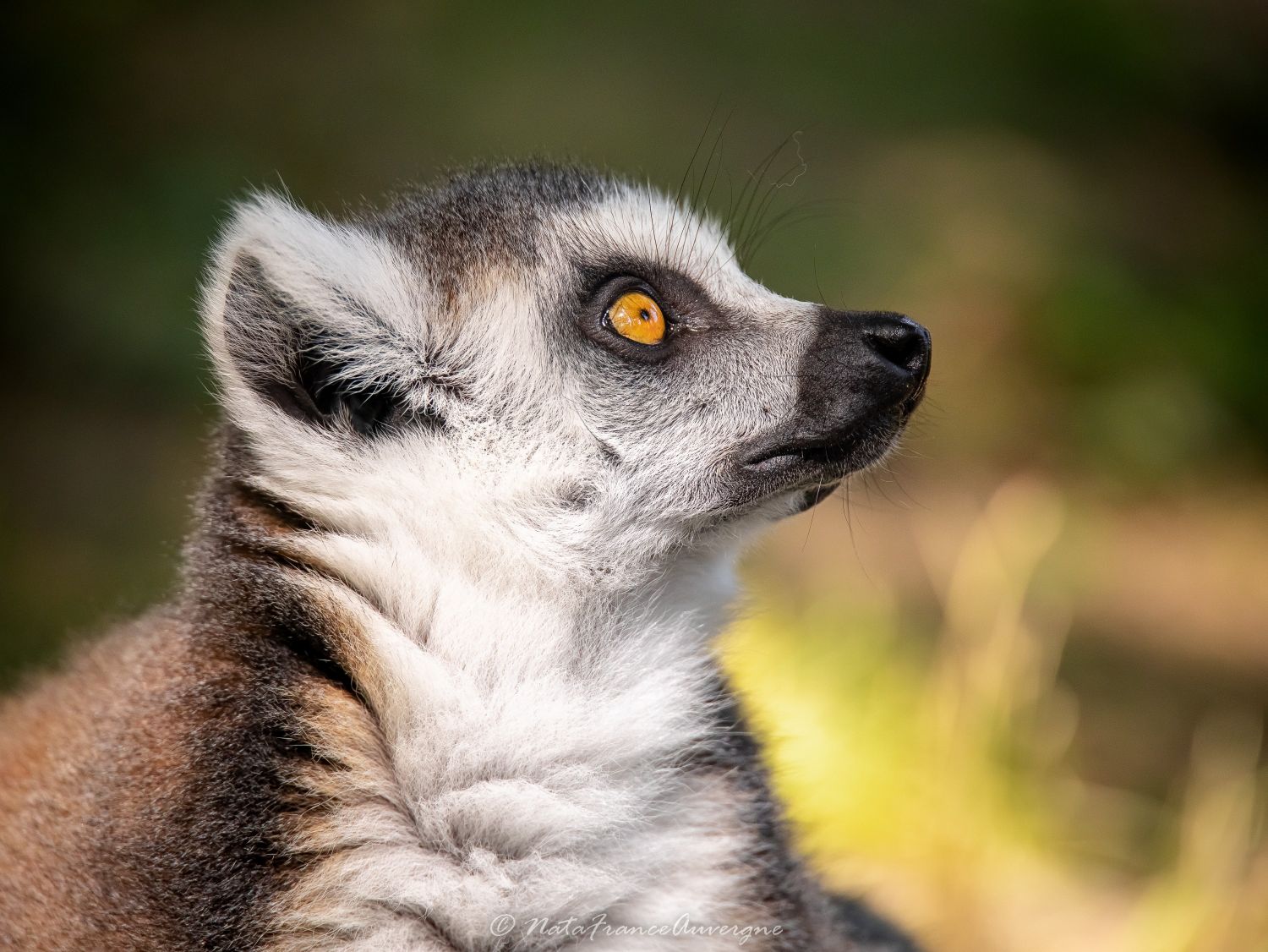 Lemur Catta Parc Animalier d'Auvergne juin 2023 by @NataFranceAuvergne-1622 (1)